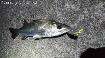 �����Х�