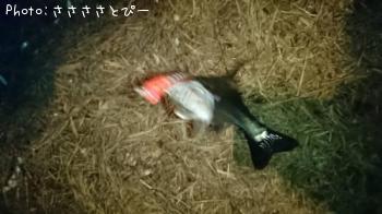 �����Х�