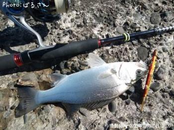 ¥Ò¥é¥·¡¼¥Ð¥¹