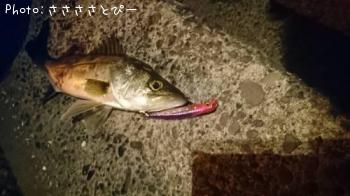 �����Х�