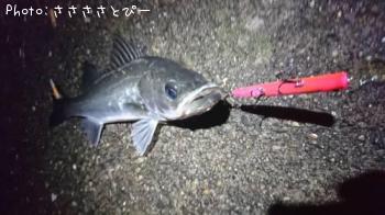 �����Х�