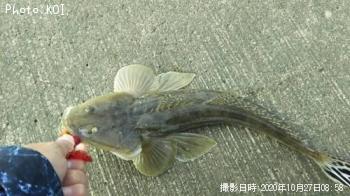 �ޥ���