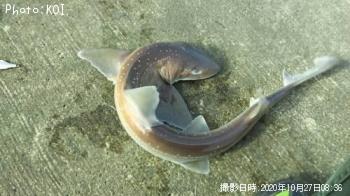 �ޥ���