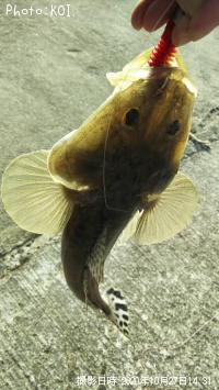 �ޥ���