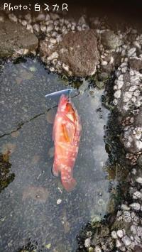 �����ϥ�