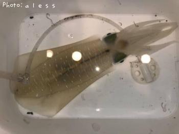 ¥¢¥ª¥ê¥¤¥«