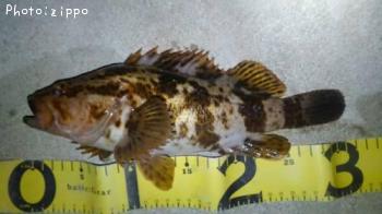 ¥¿¥±¥Î¥³¥á¥Ð¥ë