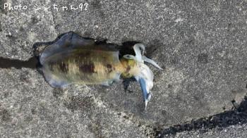 �����ꥤ��