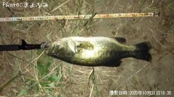 �֥�å��Х�