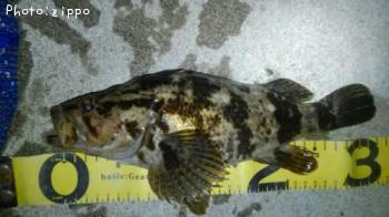 �����Υ���Х�