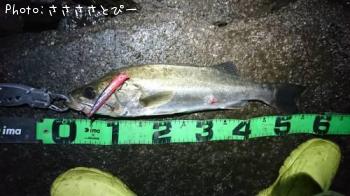 �����Х�