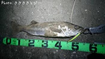 �����Х�