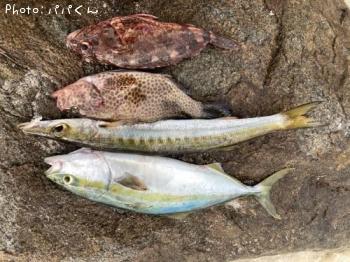 ¥¿¥¤¥ï¥ó¥«¥Þ¥¹