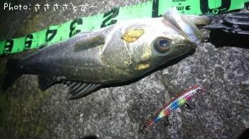 �����Х�