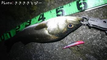 �����Х�