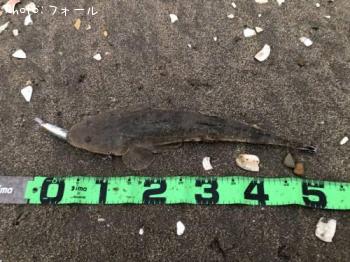 �ޥ�����