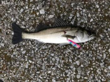 �����Х�