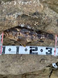 �٥å�������