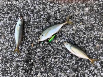 �����Х�������