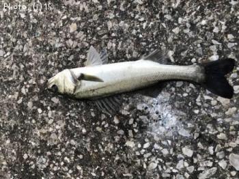 �����Х�������