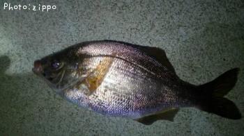 ���ߥ��ʥ�