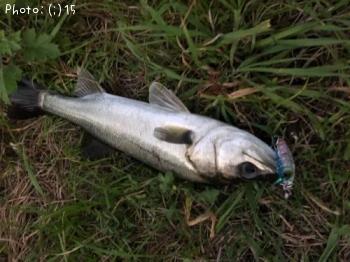 �����Х�