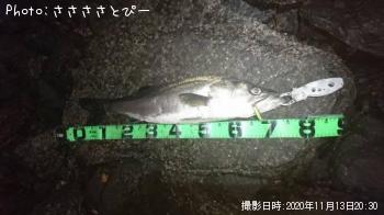 �����Х�