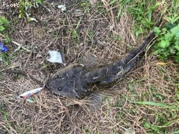 ¥Þ¥´¥Á¡¢¥¤¥·¥â¥Á