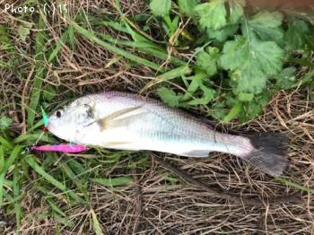 ¥Þ¥´¥Á¡¢¥¤¥·¥â¥Á