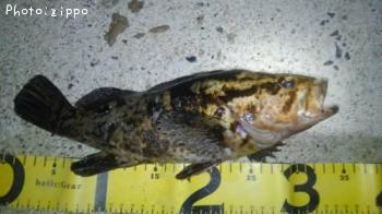 ¥¿¥±¥Î¥³¥á¥Ð¥ë