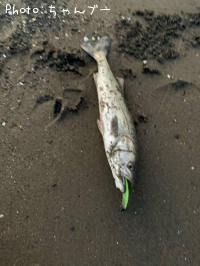 �����Х�