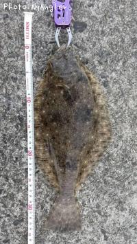 �ҥ��ʥ�����