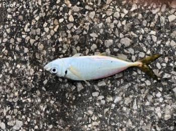 �����������Х�