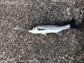 �����������Х�