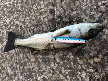 �����Х�