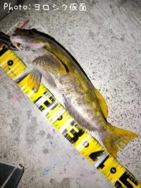 �����ʥ�