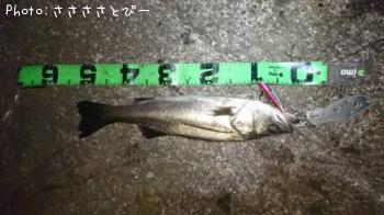 ��󥫡������Х�