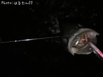 �����Х�