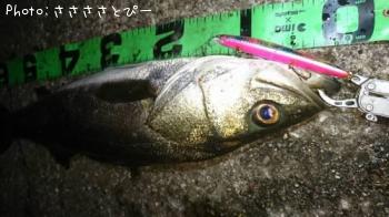 �����Х�