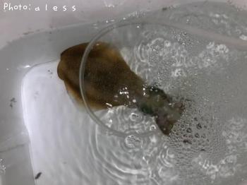 �����ꥤ��