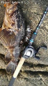 ¥Ù¥Ã¥³¥¦¥¾¥¤