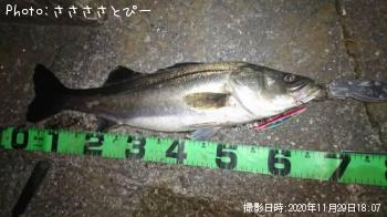 �����Х�