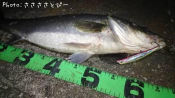 �����Х�