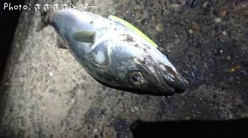 �����Х�