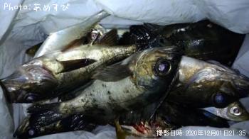 ��������Х롢����