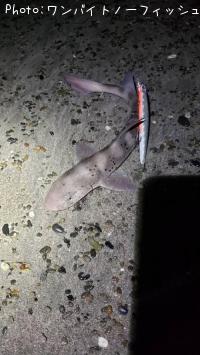 �ɥ�����