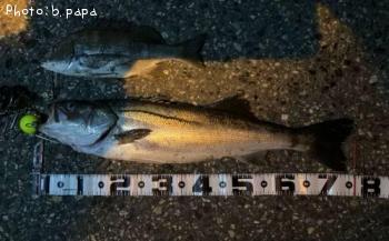 �����Х�