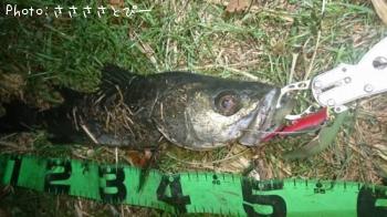 �����Х�