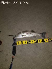 �����Х�