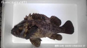 ���������饽��